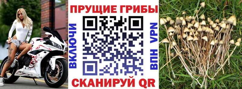 Псилоцибиновые грибы мухоморы  darknet клад  Снежногорск 